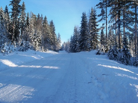 Flotte forhold på skogen, men mangler deltagere...
